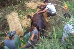 Cavallo precipita in un fosso, salvato dai Vigili del Fuoco
