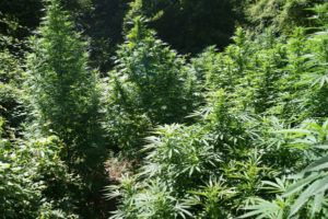 Scoperta un’estesa piantagione di cannabis a Tiriolo, 2 persone denunciate