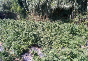 Scoperta una piantagione di marijuana, due arresti