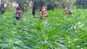 Sequestrate due piantagioni con quasi 7000 piante di marijuana