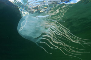 Bimba italiana di 7 anni in vacanza uccisa da una medusa.