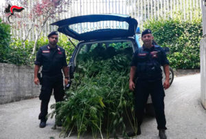 Controlli dei Carabinieri – Scoperta piantagione di cannabis, 8 denunce