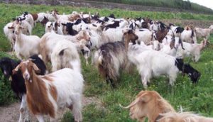 Pastore disabile derubato di 39 capre, partita colletta per un nuovo gregge