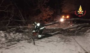 Maltempo – Dopo nevicata alberi tranciano cavi rete Enel nel catanzarese