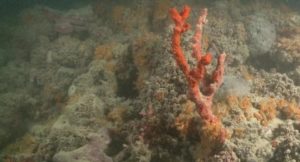 Scoperta una barriera corallina al largo della costa pugliese