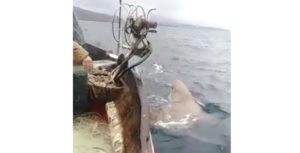 VIDEO | Salva lo squalo a mani nude dopo che gli aveva distrutto la rete