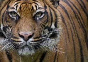 Vuole accarezzare tigre allo zoo, 29enne rischia di perdere il braccio