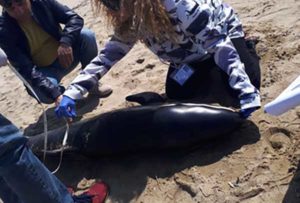 Un raro esemplare di delfino trovato morto in Calabria