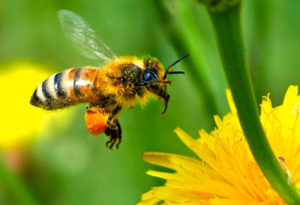 SOS miele: sofferenza api e cambiamenti climatici causano bassa produzione miele. Fare attenzione all’indicazione di origine
