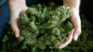 Cassazione penale Sezioni Unite: vietata la vendita dei prodotti derivati dalla Cannabis
