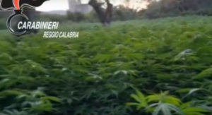 Campi di marijuana coltivati in Calabria, 20 misure cautelari