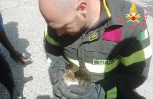 Gattini incastrati nel vano motore di un’auto, salvati dai vigili del fuoco