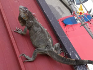 Iguana scappa da casa e sale sui tetti, recuperata dai Vigili del Fuoco