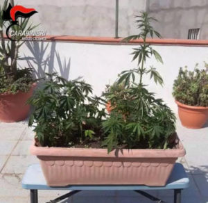 Marijuana coltivata nei vasi di casa, 54enne arrestato