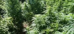 Scoperta una coltivazione con 3200 piante di marijuana, quattro arresti
