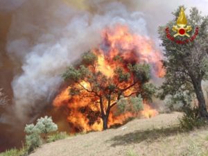 Catanzaro – Incendio nei pressi del Parco della Biodiversità Mediterranea
