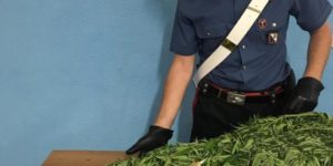 Aveva in casa una pianta di cannabis di oltre tre metri, 48enne arrestato