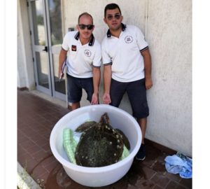 Recuperata dalla Guardia costiera di Soverato una tartaruga “caretta caretta”