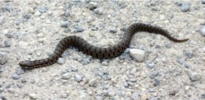 WWF: “L’unica specie velenosa di serpente in Calabria è la Vipera aspis”
