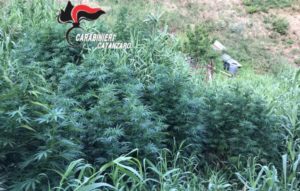Sorpresi a coltivare piantagione di marijuana, arrestata una coppia nel catanzarese
