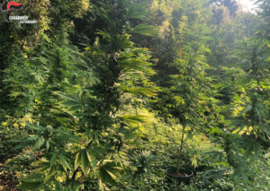 Sorpreso ad innaffiare piantagione di marijuana, 26enne arrestato