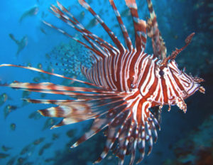 Il Pesce Scorpione che minaccia la biodiversità nel Mediterraneo è arrivato nelle acque italiane