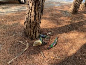 FOTO NEWS | Parcheggi selvaggi e immondizia nella pineta di Soverato