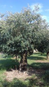 Oliveto Calabria: nel 2019 olive sane e la produzione raddoppiata rispetto al 2018
