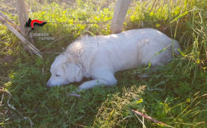Cane bloccato in una trappola per cinghiali, agricoltore denunciato per bracconaggio