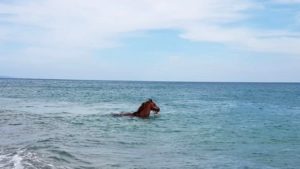 Cavallo sfugge al fantino e finisce in mare