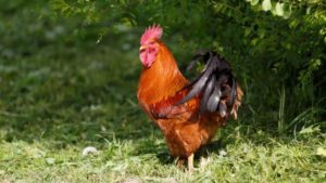 Australia: donna uccisa dopo essere stata attaccata dal suo gallo