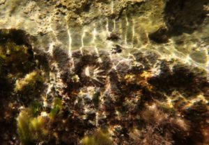 Biodiversità marina: una nuova scoperta sensazionale nei mari calabresi