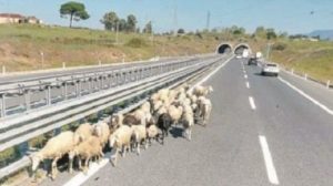 Dopo le mucche ora anche le pecore invadono la Salerno-Reggio Calabria, sicurezza a rischio