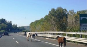 Mucche invadono la Salerno-Reggio Calabria, tragedia sfiorata