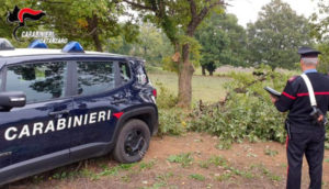 Chiaravalle – Due 18enni sorpresi a tagliare alberi di quercia in terreno privato, arrestati
