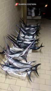Sequestrati attrezzi da pesca vietati e 9 esemplari di pesce spada