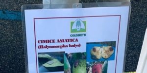 Coldiretti Calabria è preoccupata per la cimice asiatica