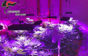 Trasforma appartamento in una serra per coltivare marijuana, 25enne arrestato