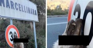 Macabra crudeltà in Calabria, lupo appeso a un cartello stradale