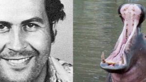 Appello dalla Colombia: qualche zoo vuole gli ippopotami di Pablo Escobar?