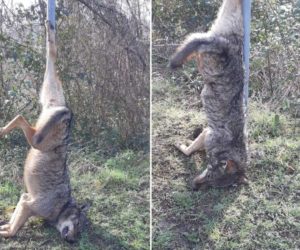 Carcassa di un lupo rinvenuta appesa ad un cartello tra Simbario e Torre di Ruggiero