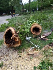 Serra San Bruno – Interventi di messa in sicurezza degli alberi ad alto fusto