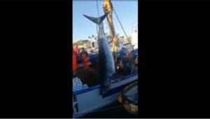 [VIDEO] Catturato un grande squalo Mako nel mar Jonio