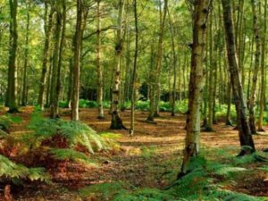 Forestazione, Gallo: “11,5 milioni per la tutela del patrimonio naturale calabrese”
