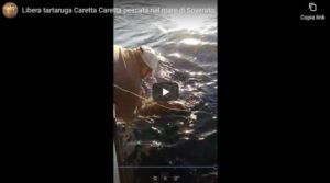[VIDEO] Liberata tartaruga “Caretta Caretta” pescata nel mare di Soverato