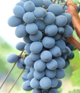 Coldiretti Calabria, l’iscrizione del vitigno calabrese “Brettio Nero” nel registro nazionale varietà di vite arricchisce biodiversità e distintività