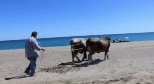 Provocazione in Calabria, uno stabilimento balneare utilizza due buoi per pulire la spiaggia