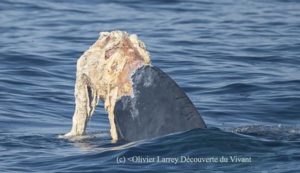 Codamozza, la straordinaria balenottera che ha fatto il giro del Mediterraneo senza avere la coda