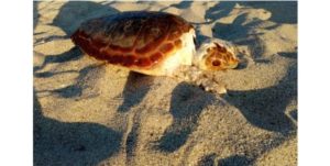 Wwf: “Scoperti nidi di tartaruga marina in Calabria”