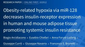 Identificato il legame molecolare tra obesità e resistenza insulinica: 2 ricercatori soveratesi tra gli artefici della scoperta
